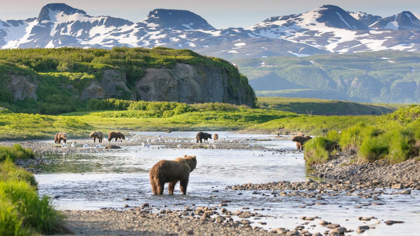 McNeil River State Game Sanctuary, Alaska Travel Alaska